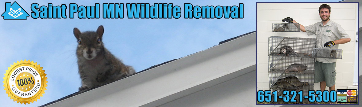 Saint Paul Wildlife and Animal Removal